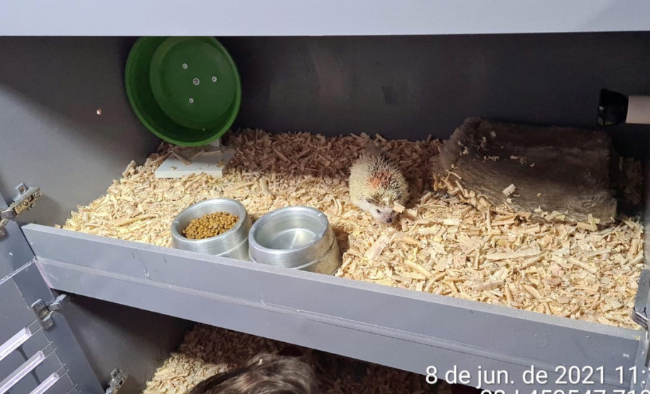 A Rondas Ostensivas Tático Móvel (ROTAM) do Batalhão de Polícia Ambiental-Força Verde (BPAmb-FV) lavrou uma multa de R$ 13,4 mil e um Termo Circunstanciado para um homem que mantinha 57 ouriços africanos dentro de casa em Guarapuava (PR). A PM chegou até ele graças a uma denúncia anônima na terça-feira (08/06). Os animais foram entregues ao Instituto Água e Terra (IAT) para a destinação correta. - Guarapuava, 08/06/2021 - Foto: SESP/PR