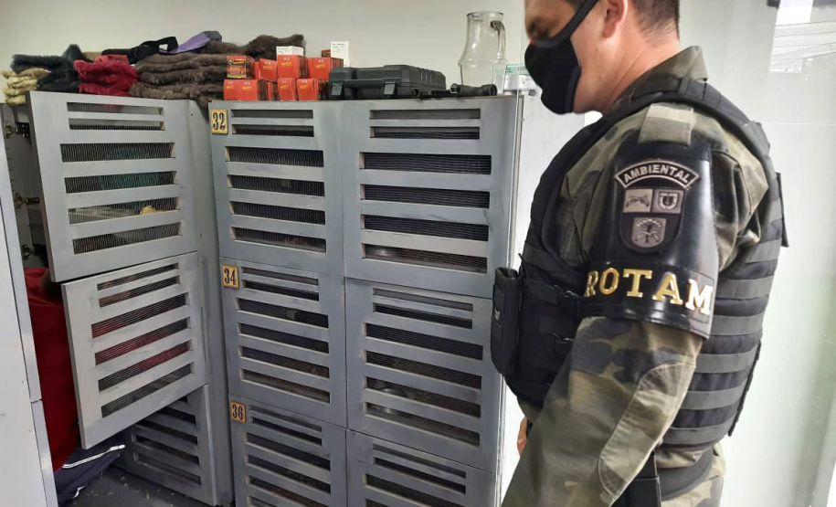 A Rondas Ostensivas Tático Móvel (ROTAM) do Batalhão de Polícia Ambiental-Força Verde (BPAmb-FV) lavrou uma multa de R$ 13,4 mil e um Termo Circunstanciado para um homem que mantinha 57 ouriços africanos dentro de casa em Guarapuava (PR). A PM chegou até ele graças a uma denúncia anônima na terça-feira (08/06). Os animais foram entregues ao Instituto Água e Terra (IAT) para a destinação correta. - Guarapuava, 08/06/2021 - Foto: SESP/PR