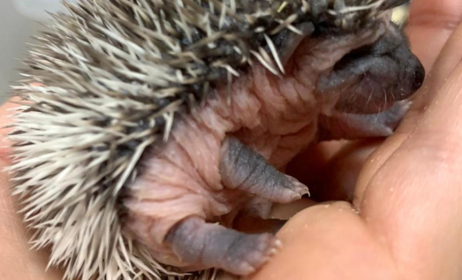 Estado identifica criador ilegal de ouriços em Guarapuava; homem recebeu multa de R$ 13,4 mil - Guarapuava, 08/06/2021 - Foto: IAT