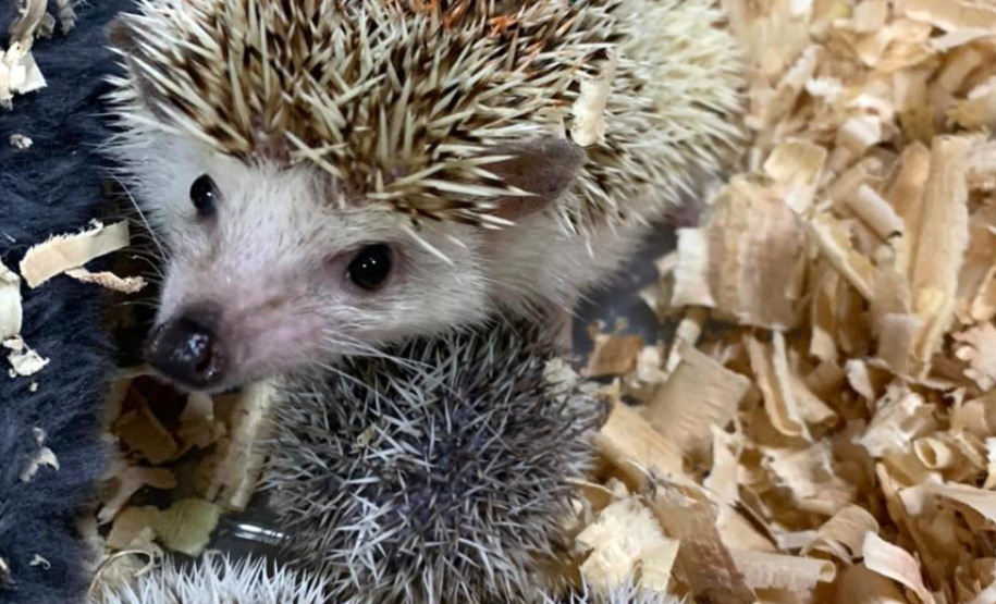 Estado identifica criador ilegal de ouriços em Guarapuava; homem recebeu multa de R$ 13,4 mil - Guarapuava, 08/06/2021 - Foto: IAT