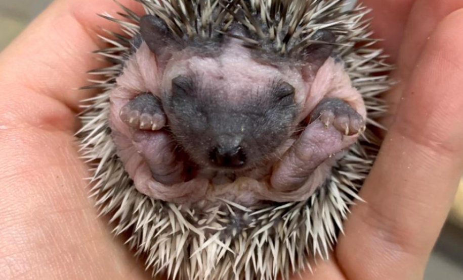 Estado identifica criador ilegal de ouriços em Guarapuava; homem recebeu multa de R$ 13,4 mil - Guarapuava, 08/06/2021 - Foto: IAT