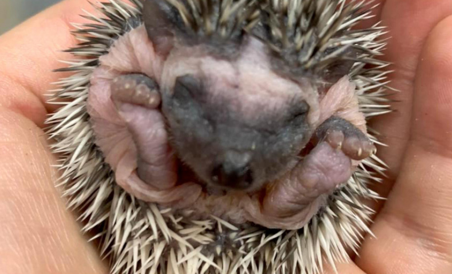 Estado identifica criador ilegal de ouriços em Guarapuava; homem recebeu multa de R$ 13,4 mil - Guarapuava, 08/06/2021 - Foto: IAT