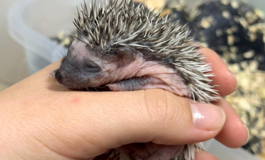 Estado identifica criador ilegal de ouriços em Guarapuava; homem recebeu multa de R$ 13,4 mil - Guarapuava, 08/06/2021 - Foto: IAT