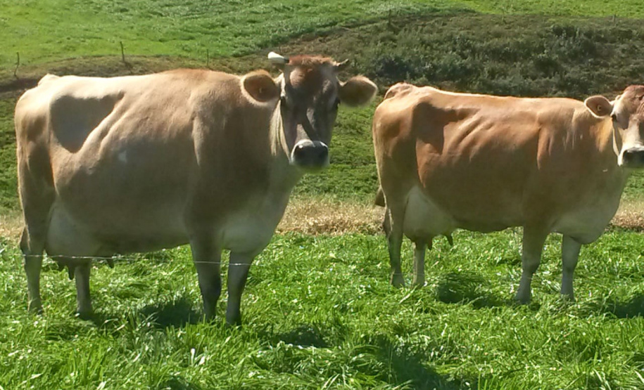 Assistência técnica e um bom planejamento geram aumento na produção e qualidade do leite - Curitiba, 09/06/2021 - Foto: IDR-PARANÁ