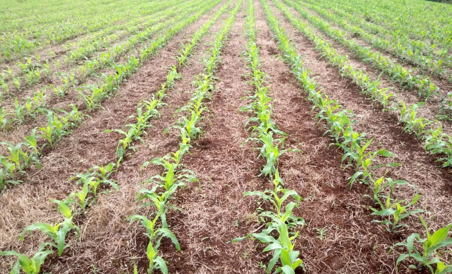 Assistência técnica e um bom planejamento geram aumento na produção e qualidade do leite - Curitiba, 09/06/2021 - Foto: IDR-PARANÁ