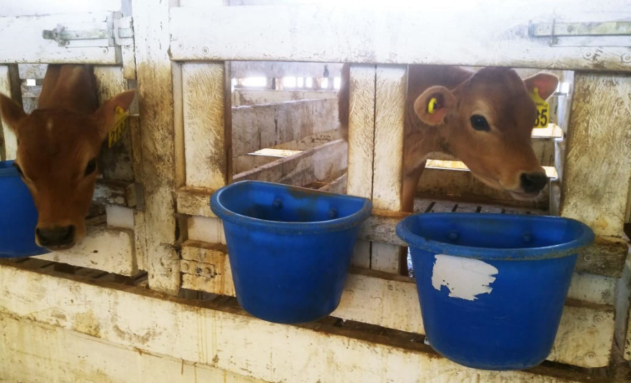 Assistência técnica e um bom planejamento geram aumento na produção e qualidade do leite - Curitiba, 09/06/2021 - Foto: IDR-PARANÁ