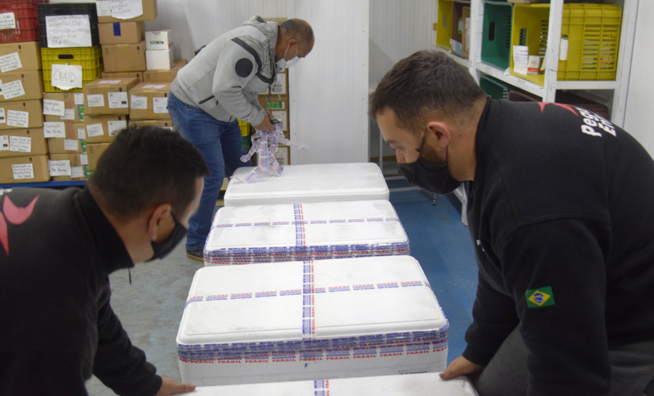 O Paraná recebeu na noite desta quarta-feira (9) mais 238 mil vacinas contra a Covid-19, sendo 237 mil doses do imunizante AstraZeneca produzida no Brasil pela Fiocruz e mil doses da AstraZeneca/Covax/Oxford, importadas por meio do consórcio Covax Facility. As vacinas fazem parte da 24ª pauta de distribuição do Ministério da Saúde. - curitiba, 09/06/2021 - Foto: Américo Antonio/SESA