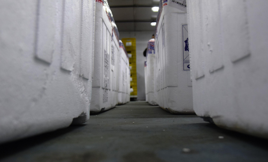 O Paraná recebeu na noite desta quarta-feira (9) mais 238 mil vacinas contra a Covid-19, sendo 237 mil doses do imunizante AstraZeneca produzida no Brasil pela Fiocruz e mil doses da AstraZeneca/Covax/Oxford, importadas por meio do consórcio Covax Facility. As vacinas fazem parte da 24ª pauta de distribuição do Ministério da Saúde. - curitiba, 09/06/2021 - Foto: Américo Antonio/SESA