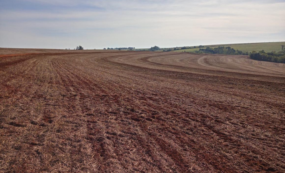 O vazio sanitário da soja no Paraná inicia nesta quinta-feira (10) e segue até 10 de setembro. Neste período, fica proibido cultivar, manter ou permitir a existência de plantas vivas de soja no campo. O objetivo é reduzir a sobrevivência do fungo causador da ferrugem asiática durante a entressafra e consequentemente atrasar a ocorrência da doença na próxima safra. - Foto: Camila Roberta Javorski Ueno/Adapar