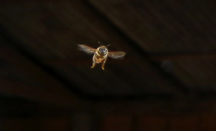 Webinar sobre deriva de agrotóxicos e proteção de abelhas acontece na segunda - Foto: Gilson Abreu/AEN