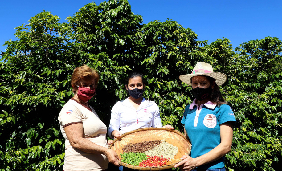 Projeto Mulheres do Café valoriza produtoras e garante fama internacional ao Norte Pioneiro. Foto: Ari Dias/AEN