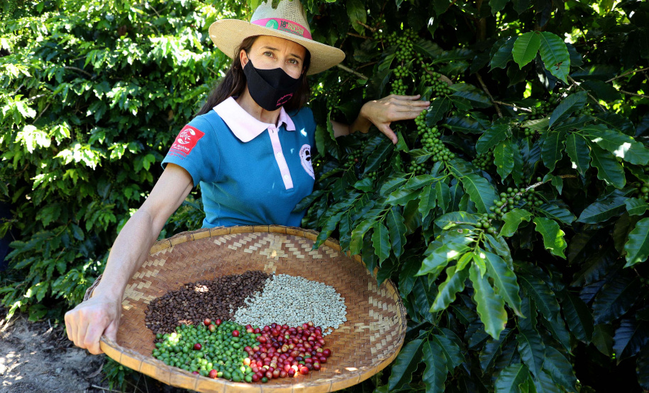Projeto Mulheres do Café valoriza produtoras e garante fama internacional ao Norte Pioneiro. Foto: Ari Dias/AEN