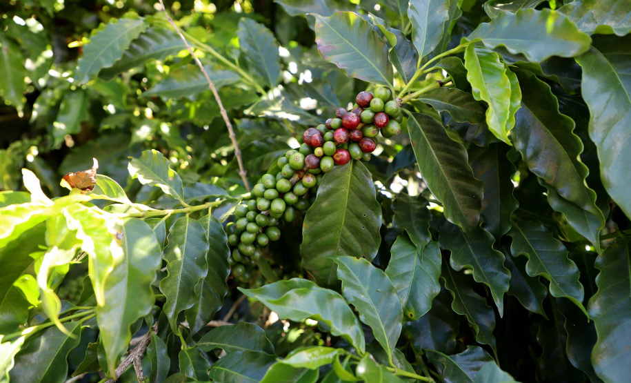 Projeto Mulheres do Café valoriza produtoras e garante fama internacional ao Norte Pioneiro. Foto: Ari Dias/AEN