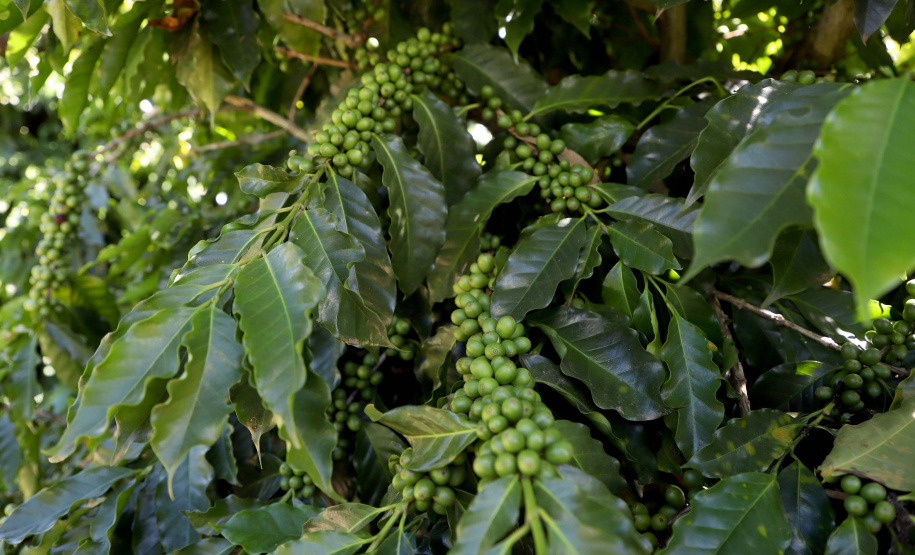 Projeto Mulheres do Café valoriza produtoras e garante fama internacional ao Norte Pioneiro. Foto: Ari Dias/AEN
