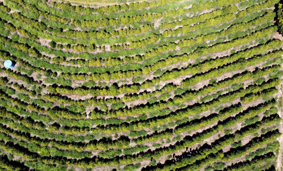 Projeto Mulheres do Café valoriza produtoras e garante fama internacional ao Norte Pioneiro. Foto: Ari Dias/AEN
