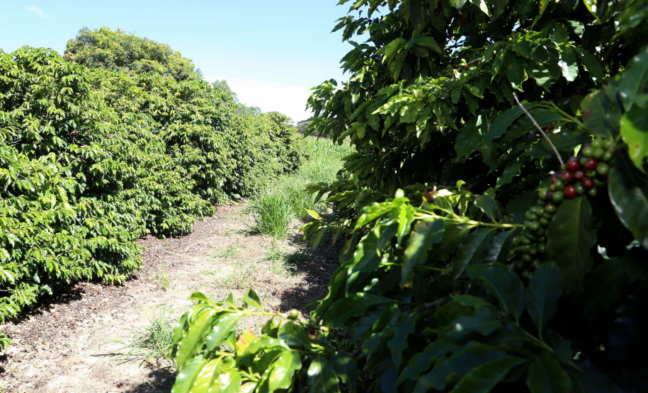 Projeto Mulheres do Café valoriza produtoras e garante fama internacional ao Norte Pioneiro. Foto: Ari Dias/AEN