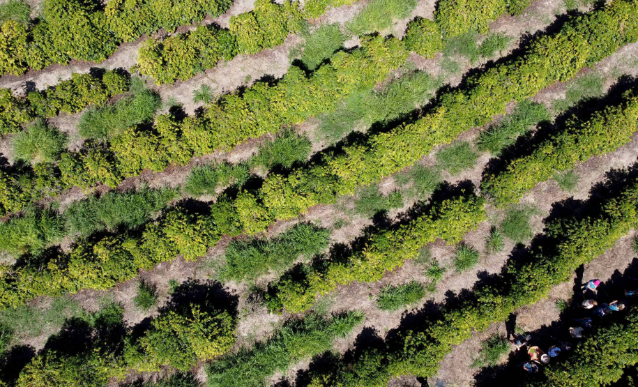 Projeto Mulheres do Café valoriza produtoras e garante fama internacional ao Norte Pioneiro. Foto: Ari Dias/AEN