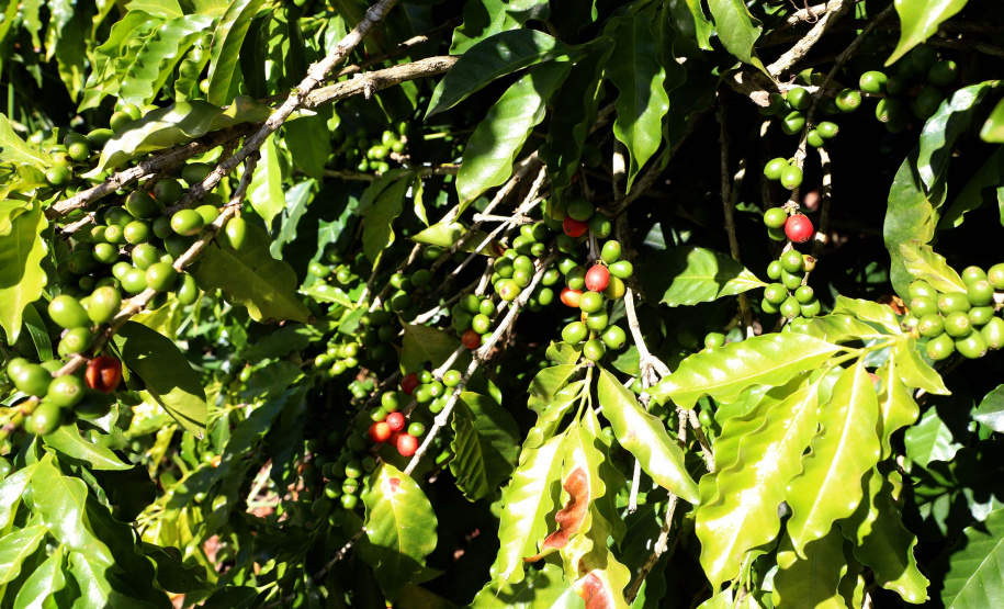 Projeto Mulheres do Café valoriza produtoras e garante fama internacional ao Norte Pioneiro. Foto: Ari Dias/AEN