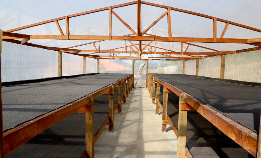 Projeto Mulheres do Café valoriza produtoras e garante fama internacional ao Norte Pioneiro. Foto: Ari Dias/AEN