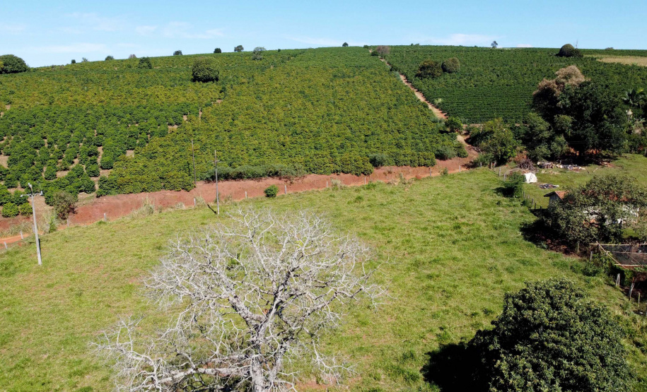 Projeto Mulheres do Café valoriza produtoras e garante fama internacional ao Norte Pioneiro. Foto: Ari Dias/AEN