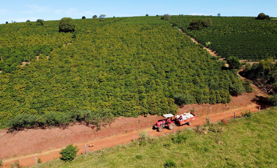 Projeto Mulheres do Café valoriza produtoras e garante fama internacional ao Norte Pioneiro. Foto: Ari Dias/AEN