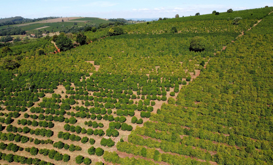 Projeto Mulheres do Café valoriza produtoras e garante fama internacional ao Norte Pioneiro. Foto: Ari Dias/AEN
