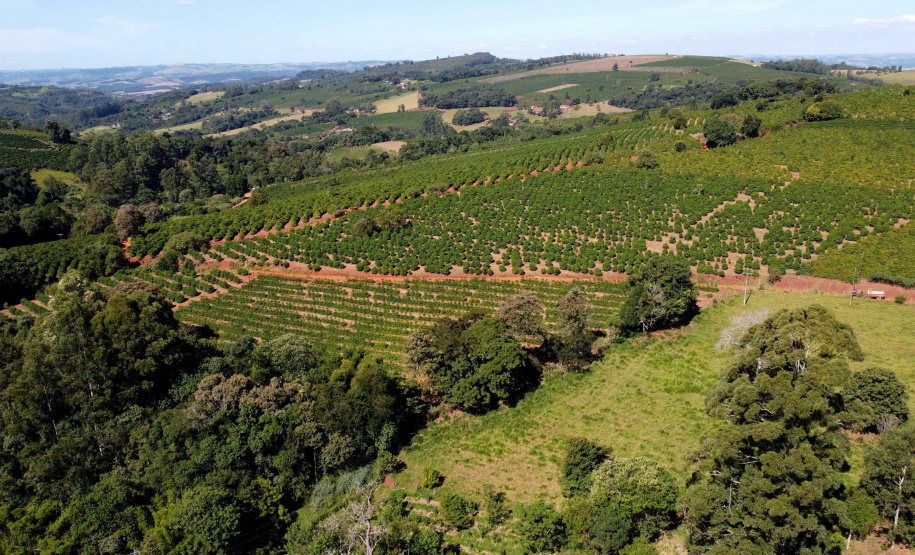 Projeto Mulheres do Café valoriza produtoras e garante fama internacional ao Norte Pioneiro. Foto: Ari Dias/AEN