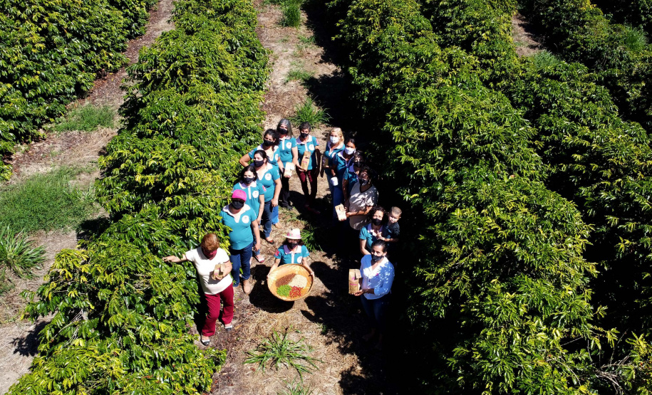Projeto Mulheres do Café valoriza produtoras e garante fama internacional ao Norte Pioneiro. Foto: Ari Dias/AEN