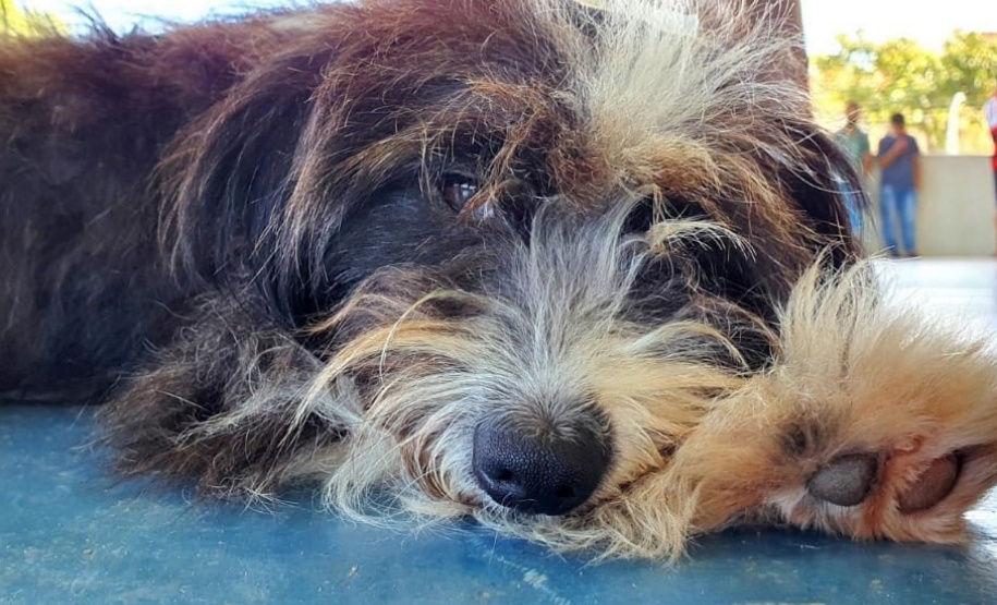 O Programa Permanente de Esterilização de Cães e Gatos (CastraPet), iniciativa da Secretaria de Estado do Desenvolvimento Sustentável e do Turismo (Sedest), estará em São José dos Pinhais (Região Metropolitana de Curitiba), entre 15 e 26 deste mês. - Curitiba, 14/06/2021 - Foto: SEDEST