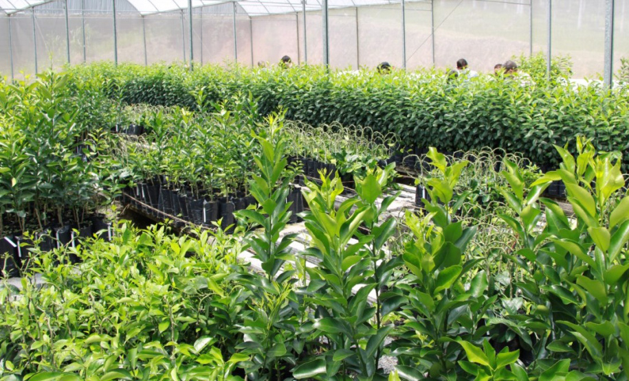 Na cidade de Cerro Azul, capital nacional da ponkan, o IDR-Paraná (Instituto de Desenvolvimento Rural do Paraná ? Iapar-Emater) em parceria com a Secretaria Estadual de Agricultura e Abastecimento, Prefeitura de Cerro Azul e Sebrae, realizou a entrega de mudas de ponkan para 20 agricultores da região. -  Foto: IDR-PARANÁ