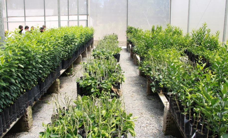 Na cidade de Cerro Azul, capital nacional da ponkan, o IDR-Paraná (Instituto de Desenvolvimento Rural do Paraná ? Iapar-Emater) em parceria com a Secretaria Estadual de Agricultura e Abastecimento, Prefeitura de Cerro Azul e Sebrae, realizou a entrega de mudas de ponkan para 20 agricultores da região. -  Foto: IDR-PARANÁ