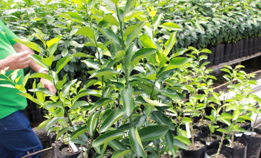 Na cidade de Cerro Azul, capital nacional da ponkan, o IDR-Paraná (Instituto de Desenvolvimento Rural do Paraná ? Iapar-Emater) em parceria com a Secretaria Estadual de Agricultura e Abastecimento, Prefeitura de Cerro Azul e Sebrae, realizou a entrega de mudas de ponkan para 20 agricultores da região. -  Foto: IDR-PARANÁ