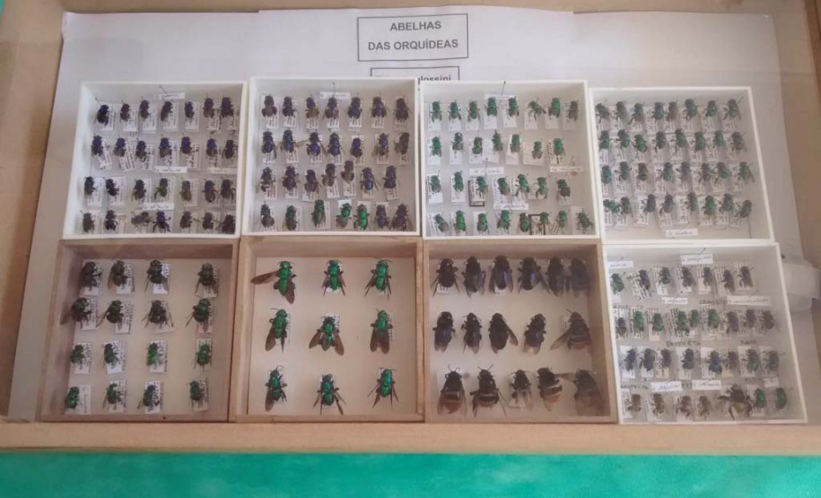 Exemplares de abelhas das orquídeas. Foto: LAGEA/UEL