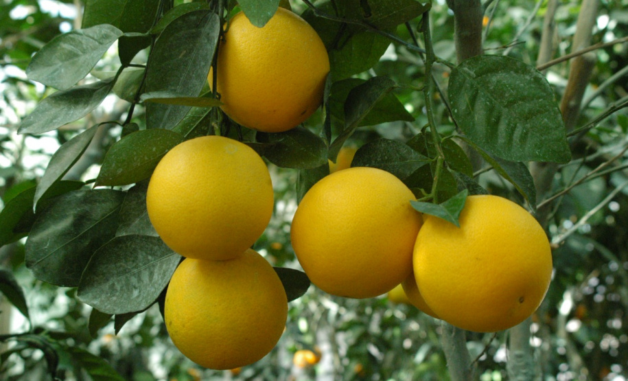 IDR-Paraná avalia prejuízos causados por doença em plantio de citros - Foto: IDR-PARANÁ