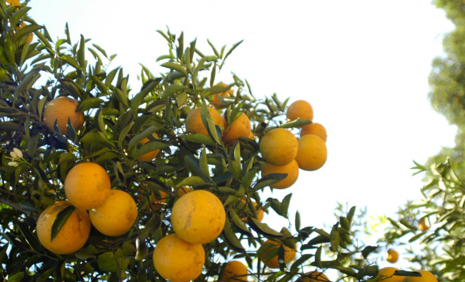 IDR-Paraná avalia prejuízos causados por doença em plantio de citros - Foto: IDR-PARANÁ