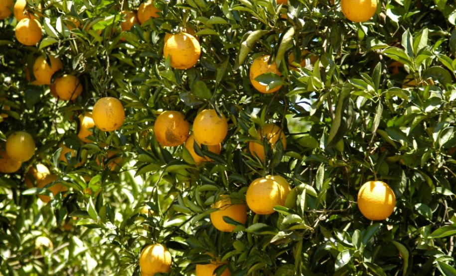 IDR-Paraná avalia prejuízos causados por doença em plantio de citros - Foto: IDR-PARANÁ