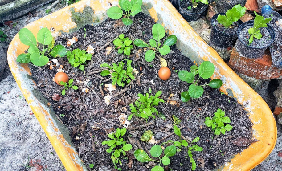 Educação ambiental através da permacultura e sustentabilidade no litoral
. Foto: Claudio Neves/ Portos do Paraná