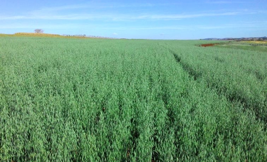 A aveia é uma alternativa para produtores que desejam ter pasto, feno ou cobertura para o solo durante o inverno. A cobertura vegetal produzida pela aveia também é fundamental para a manutenção do sistema de Plantio Direto. Curitiba, 17/06/2021 - Foto: IDR-PARANÁ