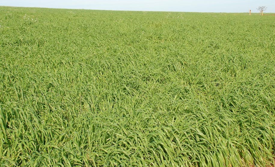 A aveia é uma alternativa para produtores que desejam ter pasto, feno ou cobertura para o solo durante o inverno. A cobertura vegetal produzida pela aveia também é fundamental para a manutenção do sistema de Plantio Direto. Curitiba, 17/06/2021 - Foto: IDR-PARANÁ