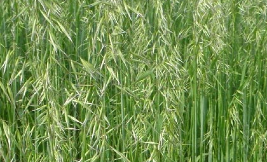 A aveia é uma alternativa para produtores que desejam ter pasto, feno ou cobertura para o solo durante o inverno. A cobertura vegetal produzida pela aveia também é fundamental para a manutenção do sistema de Plantio Direto. Curitiba, 17/06/2021 - Foto: IDR-PARANÁ