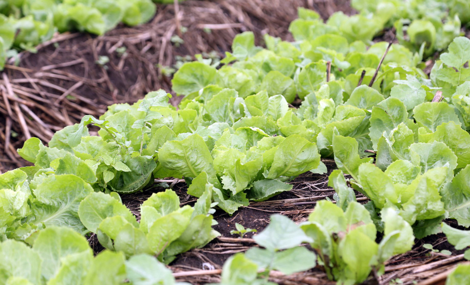 O Programa Nossa Gente Paraná, da Secretaria de Justiça, Família e Trabalho, liberou, no mês de maio, R$ 488 mil para incentivar a melhoria das atividades agrícolas e a geração de renda para 271 famílias do campo. A iniciativa, chamada Renda Agricultor, conta com parceria da Secretaria de Estado da Agricultura e do Abastecimento e do Instituto de Desenvolvimento Rural do Paraná Iapar-Emater (IDR-Paraná). - Foto: Gilson Abreu/AEN