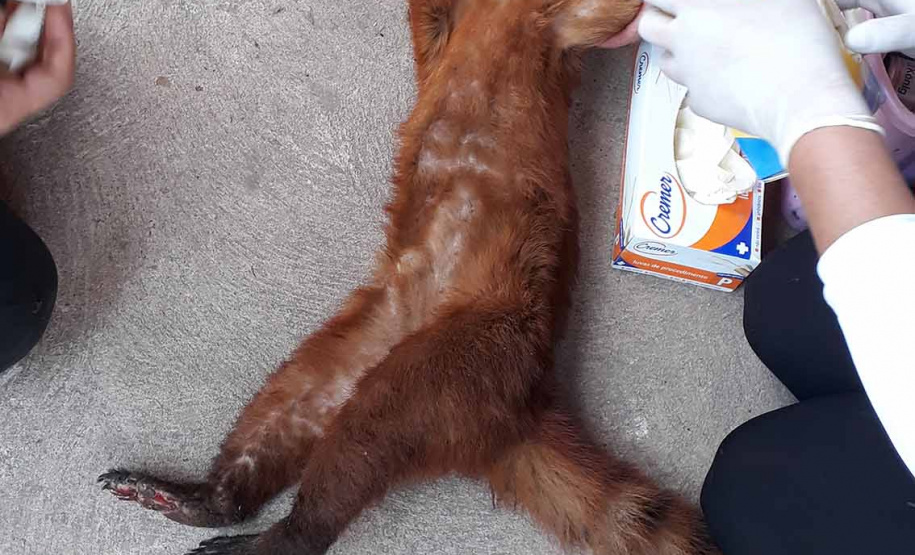 Curso capacita população para atendimento a animais vítimas de desastres naturais
. Foto:Raphael Eduardo Fernandes Santos/SEDEST