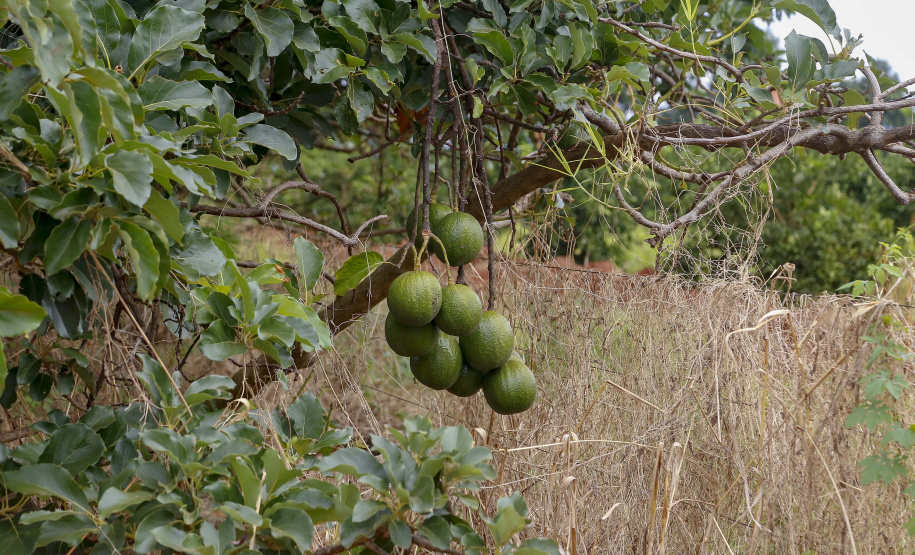 Abacate conquista o lugar do café no Vale do Ivaí e no Norte do Paraná. Foto Gilson Abreu/AEN