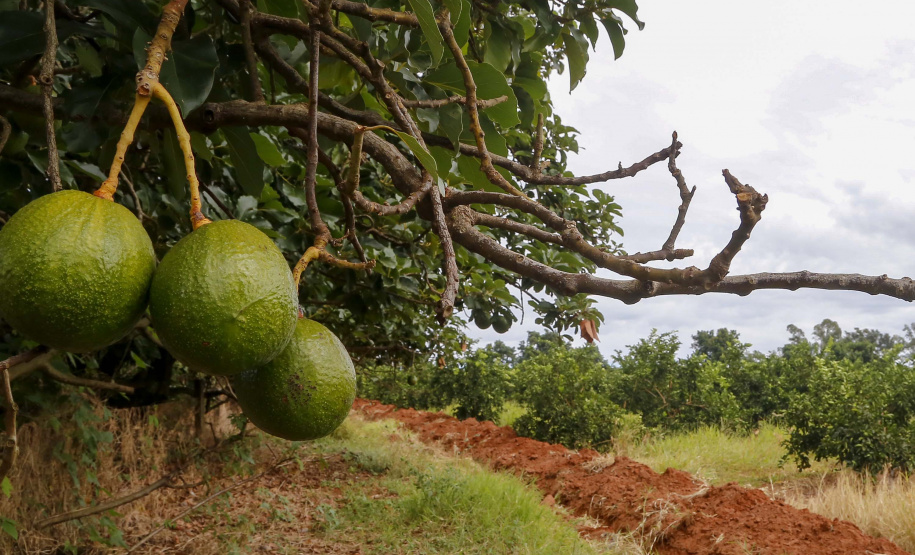 Abacate conquista o lugar do café no Vale do Ivaí e no Norte do Paraná. Foto Gilson Abreu/AEN