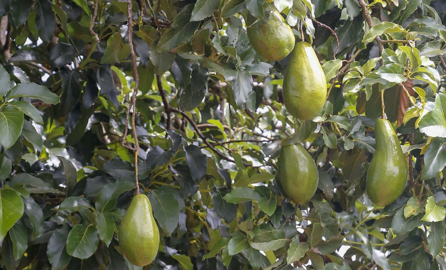 Abacate conquista o lugar do café no Vale do Ivaí e no Norte do Paraná. Foto Gilson Abreu/AEN