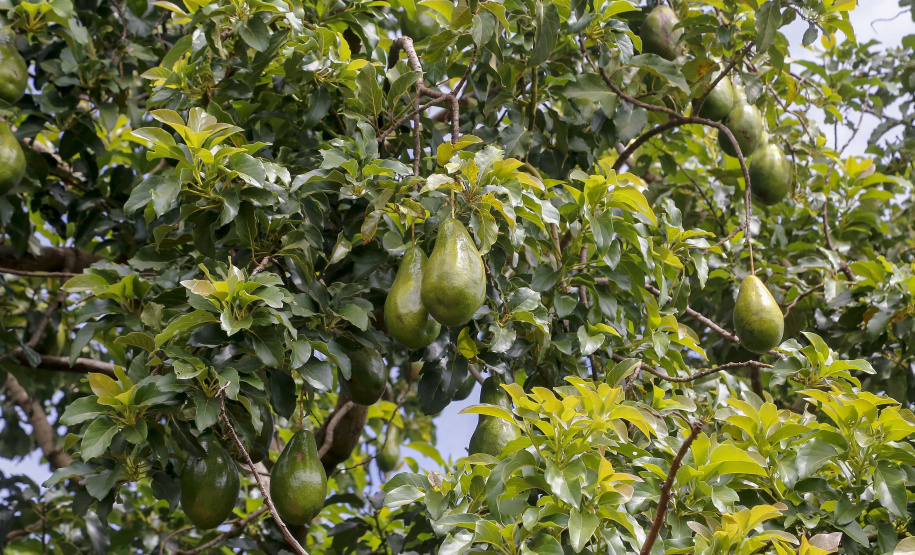 Abacate conquista o lugar do café no Vale do Ivaí e no Norte do Paraná. Foto Gilson Abreu/AEN