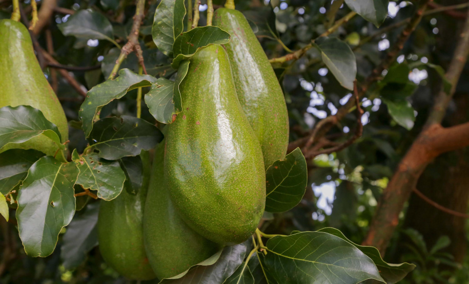 Abacate conquista o lugar do café no Vale do Ivaí e no Norte do Paraná. Foto Gilson Abreu/AEN