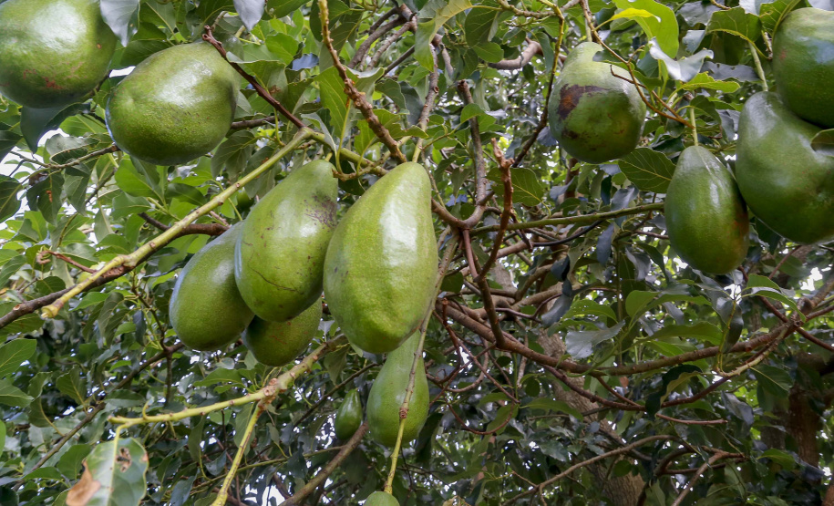 Abacate conquista o lugar do café no Vale do Ivaí e no Norte do Paraná. Foto Gilson Abreu/AEN