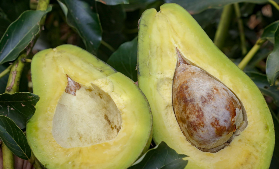 Abacate conquista o lugar do café no Vale do Ivaí e no Norte do Paraná. Foto Gilson Abreu/AEN