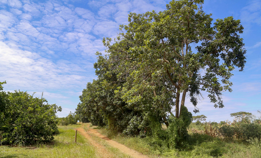 Abacate conquista o lugar do café no Vale do Ivaí e no Norte do Paraná. Foto Gilson Abreu/AEN